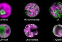 Forscher entwickeln Sensor, der Wasserstoffperoxid in lebenden Pflanzenzellen aufspürt