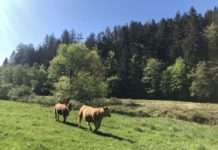 Alte pfälzische Hausrinderrasse im Mittelpunkt der Aktion des Biosphärenreservats