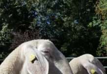 Geburtshilfe beim Schaf – Lehrgang im Hofgut Neumühle