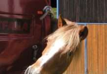 Fachgerechter Transport von Pferden – Lehrgang im Hofgut Neumühle