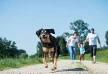 Passt ein tierischer Begleiter in mein Leben?