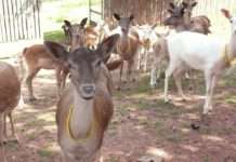 Sachkundenachweis für Damwildhalter – Lehrgang im Hofgut Neumühl