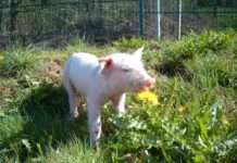 Noch Plätze in drei Tagesseminaren zur Phytotherapie im Hofgut Neumühle frei