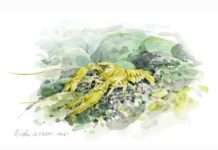 Krebse im Biosphärenreservat Pfälzerwald