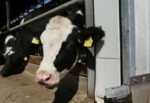 Fachgerecht Nutztiere schlachten – Sachkundenachweis im Hofgut Neumühle