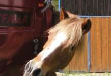 Fachgerechter Transport von Pferden – Lehrgang im Hofgut Neumühle