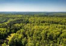 Zukunft Wald im Dialog Landschaft