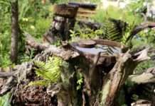 Tiere im Garten – ein Garten für Tiere