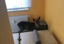 Einbruch der etwas anderen Art – Reh bricht in Praxis ein