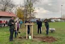 Pflanzenaktion „Klima-Linden“ wird im November fortgesetzt