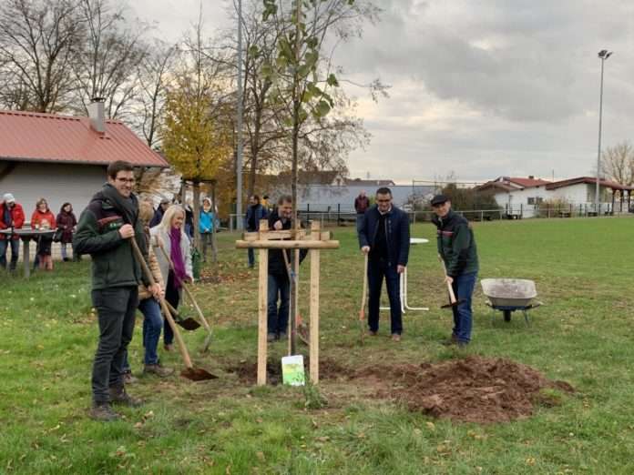 Auftaktpflanzung_Klima-Linde_Kleinsteinhausen_211105