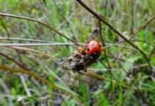 Deutsch-französisches Dialekt-Glossar für Naturkundler beiderseits der Grenze