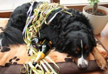 An Silvester entlaufen mehr Haustiere als an jedem anderen Tag