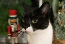 TASSO gibt Tipps für eine sichere und haustiergerechte Weihnachtszeit