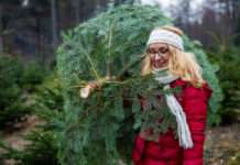 Forstämter bieten ab 4. Dezember regionale und zum Teil FSC-zertifizierte Bäume an.