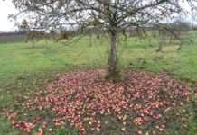 Wertschätzung für regionale Produkte und Kulturlandschaft