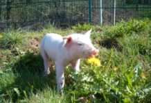 Mit Heilpflanzen Nutztieren helfen – Zwei Tagesseminare zur Phytotherapie im Hofgut Neumühle