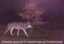 Zur Situation des Wolfes in Rheinland-Pfalz und im Pfälzerwald