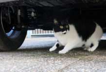 Verloren in einer fremden Welt – Kennzeichnung und Registrierung auch für in der Wohnung gehaltene Katzen