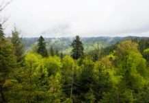 Bürgerinitiative Pro Otterberger Wald – „Waldbegeisterung“ – Vortrag in Otterberg