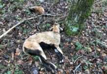 Tote Schafe in einem Waldstück abgelegt – Zeugen gesucht!