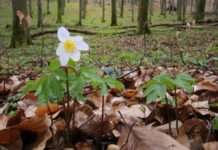 „Frühling lässt sein blaues Band“ – eine Wanderung zum Internationalen Tag der Wälder