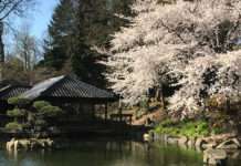 Kirschblüte 2022: Öffnungszeiten im Japanischen Garten