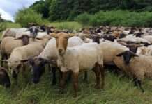 Osterzeit ist Lammzeit – Kulinarische Aktionswochen im Biosphärenreservat Pfälzerwald