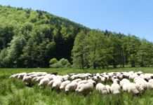 „Neue Hirtenwege im Pfälzerwald“ – Naturschutz durch Beweidung