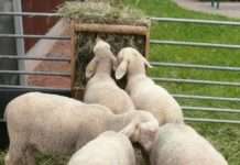 Lamm-Aktion zu Ostern – Hofladen des Hofguts Neumühle bietet Fleisch an