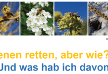 „Bienen retten, aber wie?“ – Vortrag am 01. April in der Stadtbibliothek