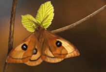 Geister der Nacht – auf den Spuren geheimnisvoller Schwärmer