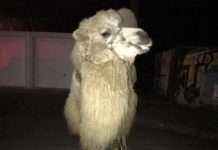 Nächtliches Kameltreiben – Gatter von Kamelen eines Zirkus geöffnet