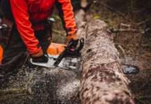 Stürme, Dürre, Schädlinge: IG BAU Süd-West-Pfalz fordert mehr Forstpersonal