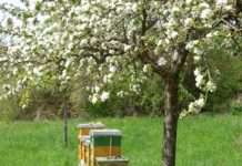 Internationaler Tag der Streuobstwiesen