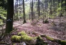 „LIFE Biocorridors“: Lebensräume über Grenzen vernetzen