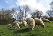 Wollige Gäste am Haus der Nachhaltigkeit