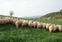 Rund ums Grünland – Seminar für Damtier-, Schaf und Ziegenhalter im Hofgut Neumühle