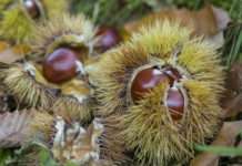 Regionalen Schmaus rund um die Edelkastanie – ein ideales Ostergeschenk!