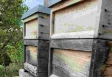 Weltbienentag am Haus der Nachhaltigkeit – Johanniskreuz