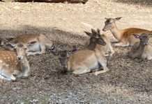 Führungen im Wildpark Kaiserslautern