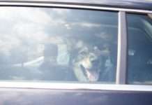 TASSO warnt vor „Hunden im Backofen“