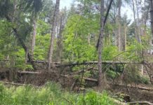 Gefahr im Verzug: Immenser Schädlingsbefall droht