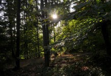 Verstehen und erleben wie Natur und Wald unsere Gesundheit fördern