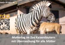 Muttertag im Zoo Kaiserslautern