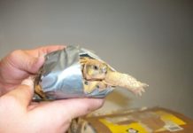 Mai 2022- Internationaler Tag der biologischen Vielfalt Zoll leistet wichtigen Beitrag zum Schutz bedrohter Tiere und Pflanzen