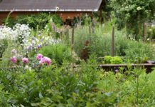 Biosphärenreservats Pfälzerwald-Nordvogesen: Gartengleichgewicht und Pflanzenapotheke