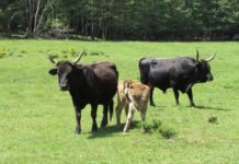 Gerichte vom Weiderindfleisch – regional und köstlich
