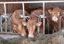 Rund um die Mutterkuhhaltung – Sachkundelehrgang im Hofgut Neumühle