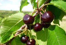 Initiative „Gelbes Band“ startet mit Kirschenernte in Saison 2022